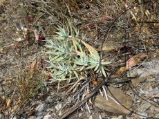 Euphorbia-rigida_Абрау